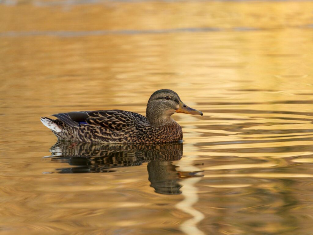 Duck swimming on calm water with golden reflections