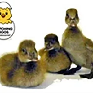 Baby ducklings group