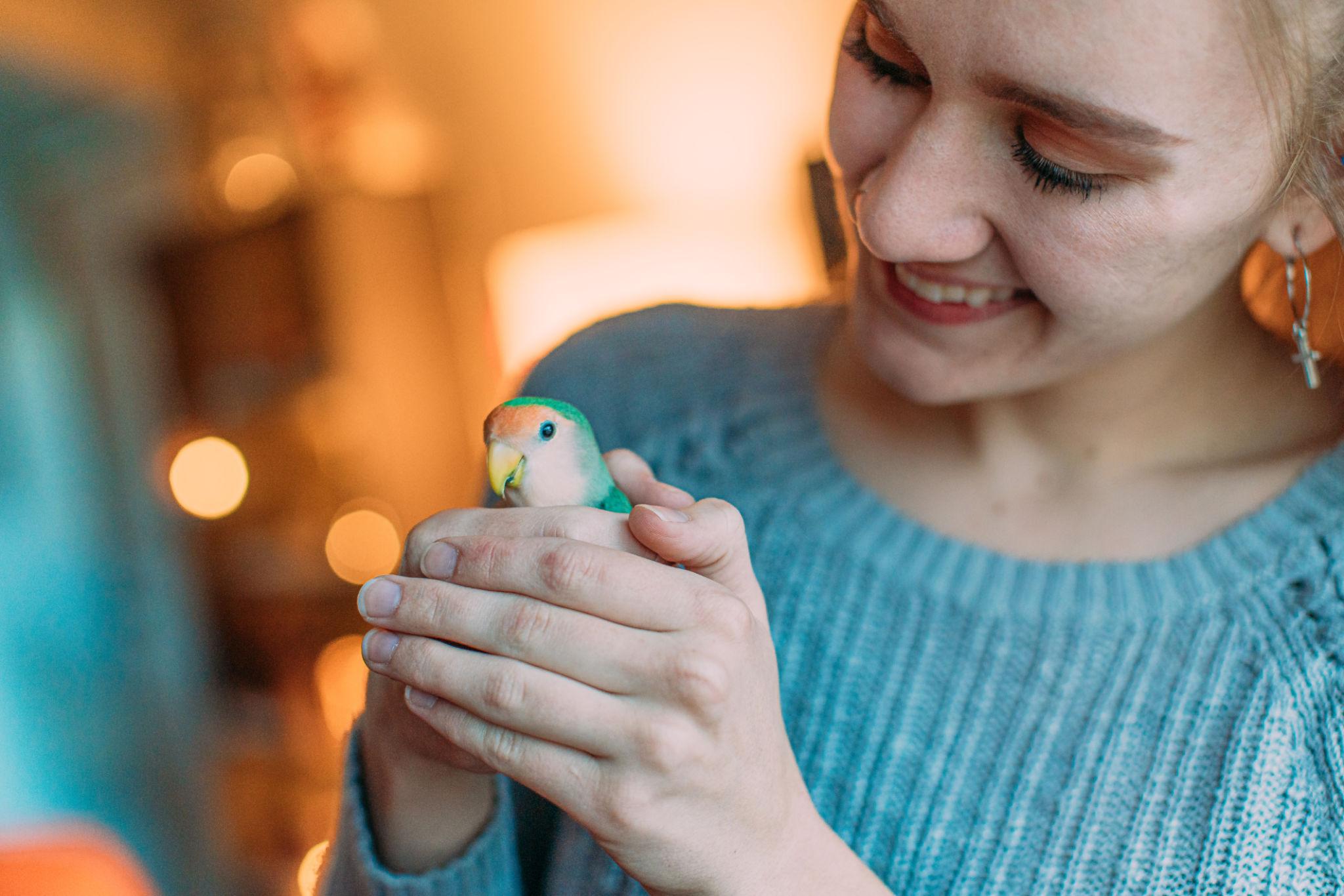 Person gently holding a small bird indoors