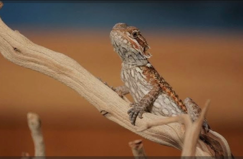 Lizard