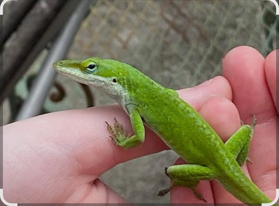 A vibrant green anole lizard perched on a person's hand, showcasing its distinctive coloration and features against a blurred background.