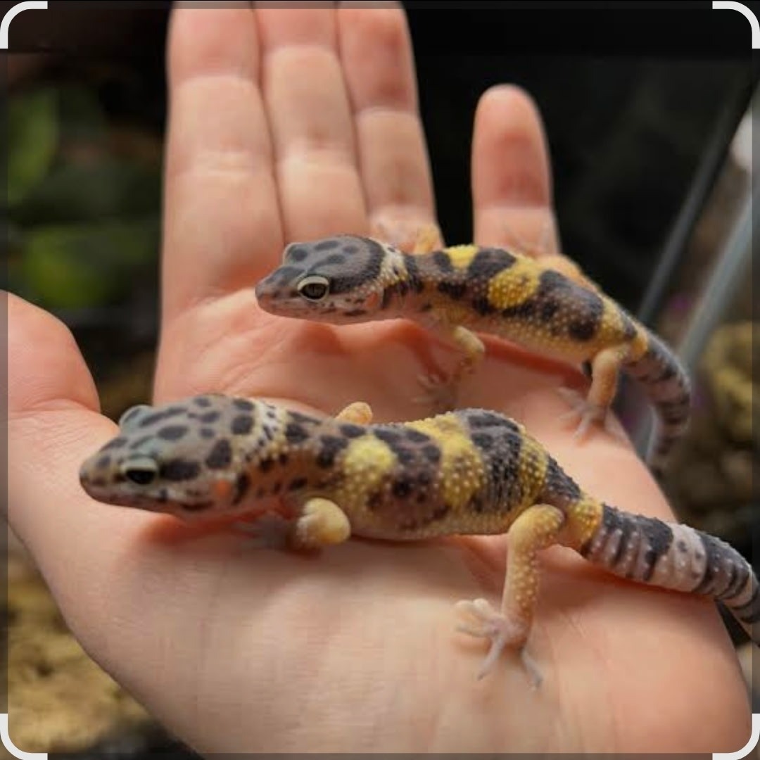 Two leopard geckos with distinctive spotted patterns are resting on a person's open hand, showcasing their vibrant colors and textures.
