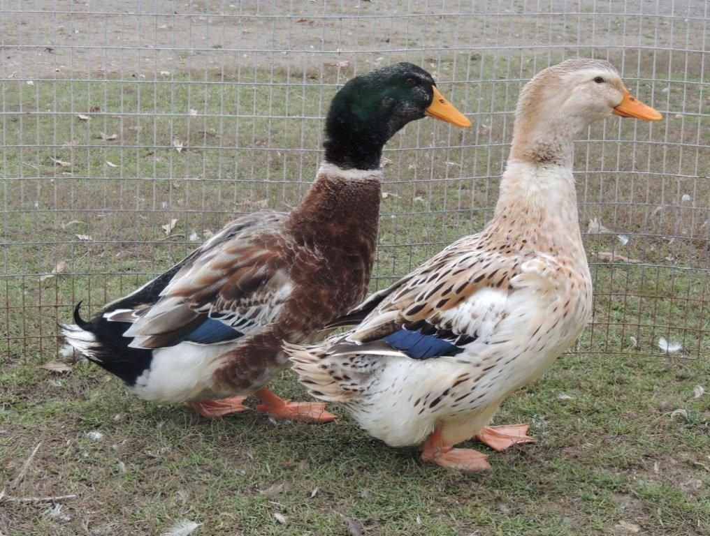 Pair of ducks on grass