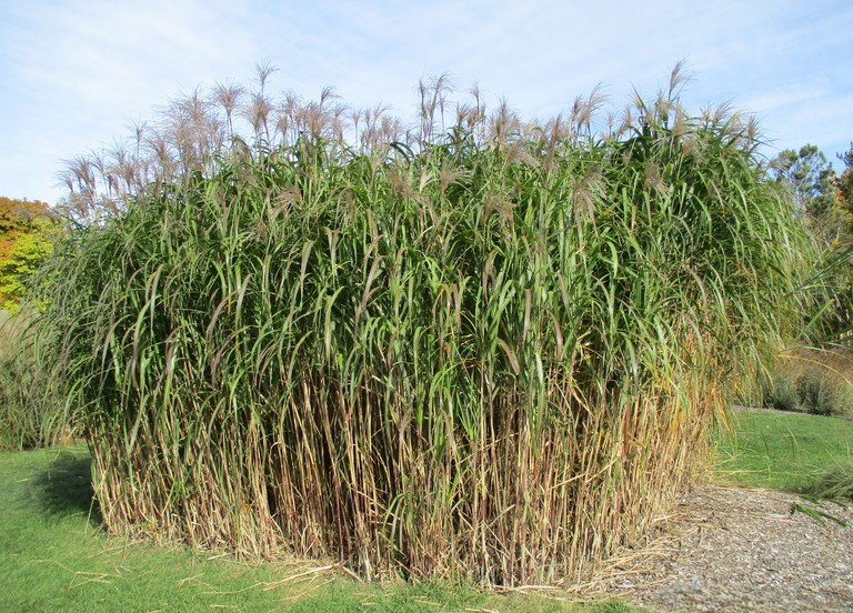 Tall grass field