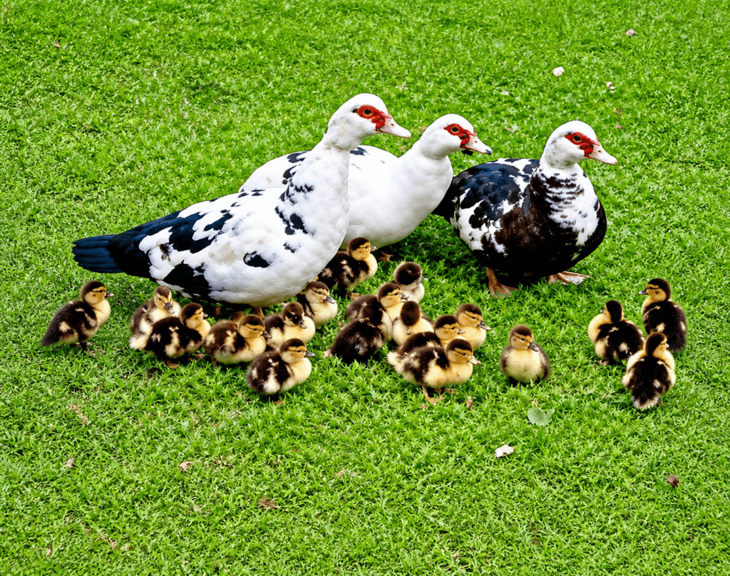 Muscovy ducks stand protectively over a group of fluffy ducklings on lush green grass, highlighting family dynamics in nature.