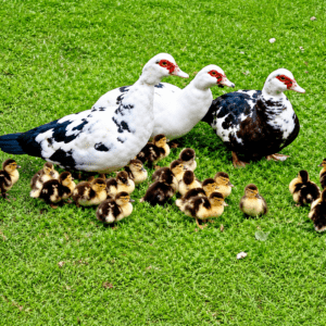 Muscovy ducks stand protectively over a group of fluffy ducklings on lush green grass, highlighting family dynamics in nature.