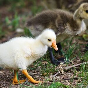 Goose goslings walking on the grass