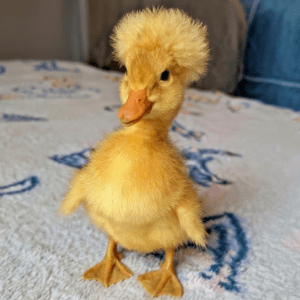 Fluffy yellow duckling standing on a patterned blanket, showcasing its adorable features and inviting a sense of warmth and playfulness.