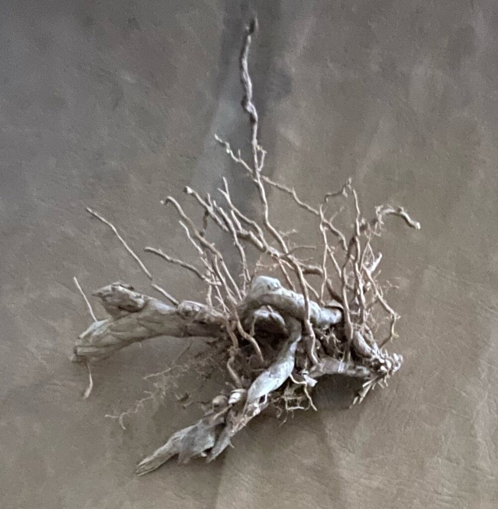 Large Rhizomes