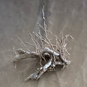 Large Rhizomes