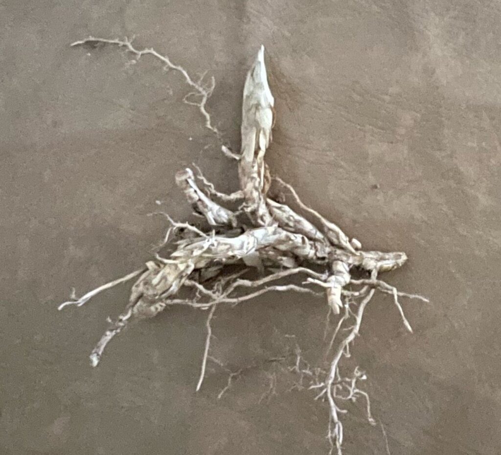 Medium Rhizomes