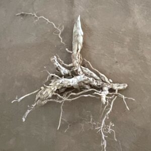 Medium Rhizomes