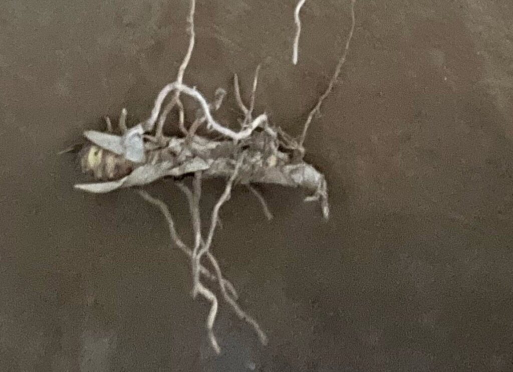 Small Rhizomes
