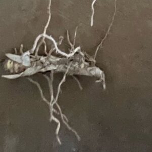 Small Rhizomes
