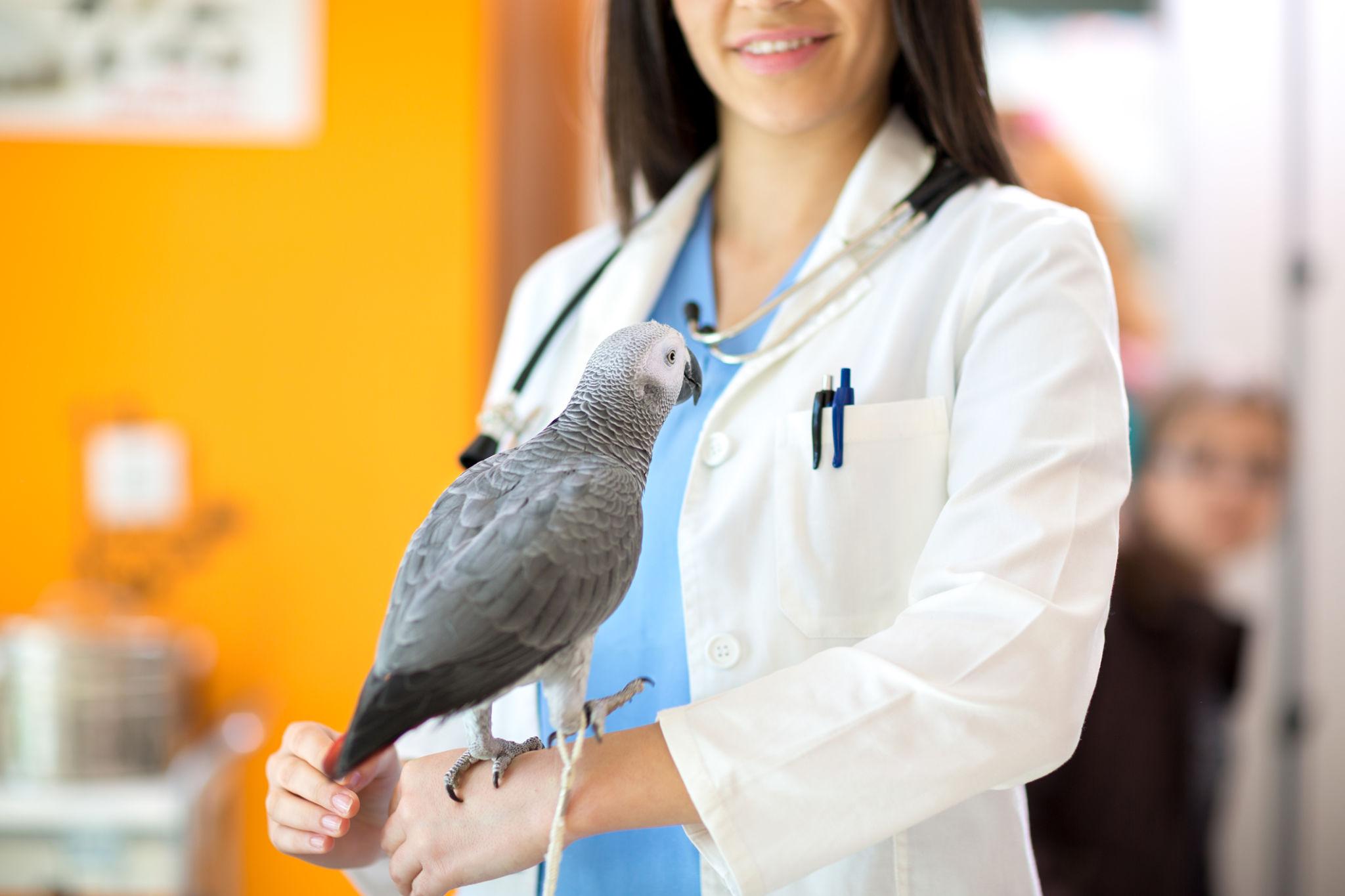 Veterinarian holding bird