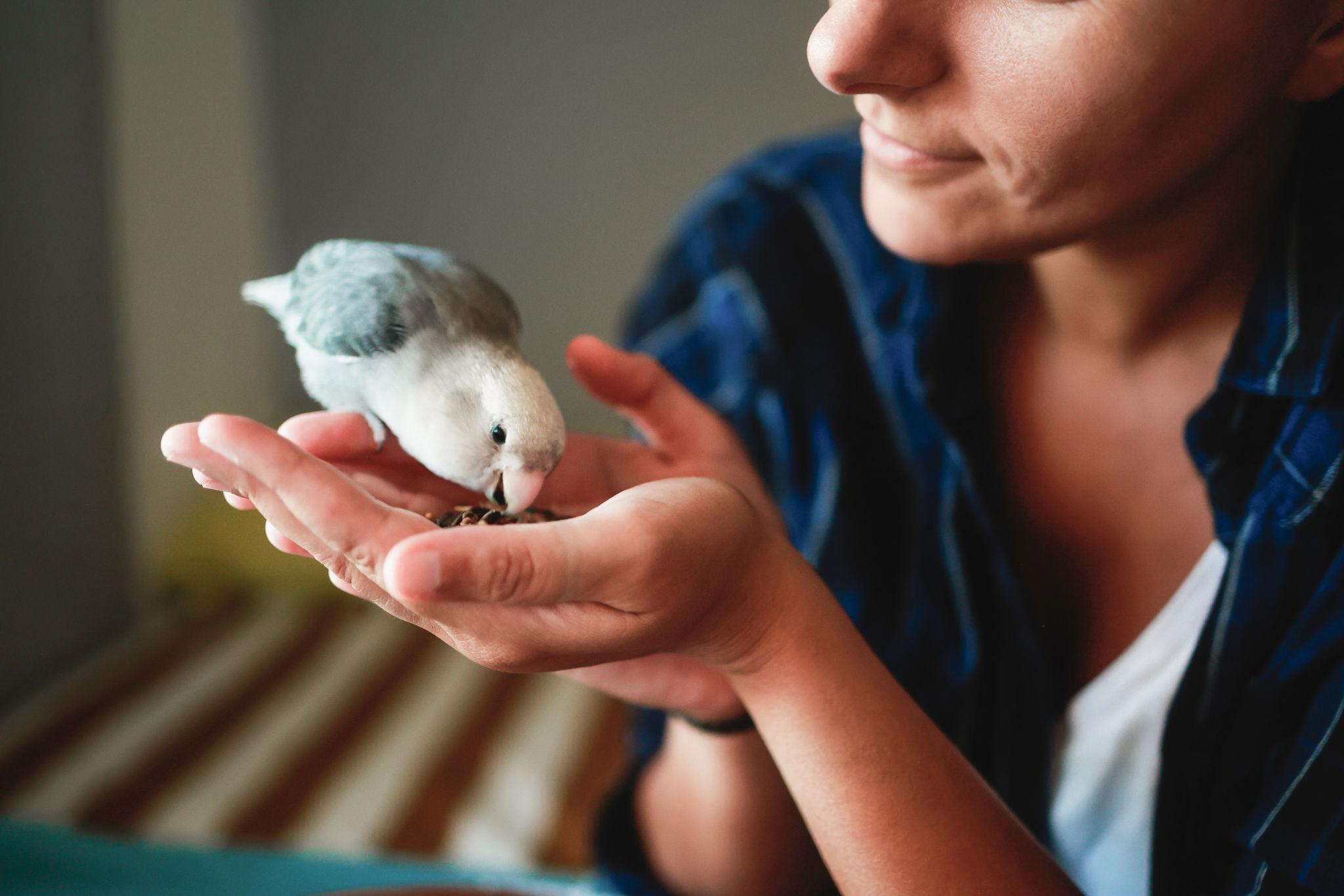 Person holding small bird