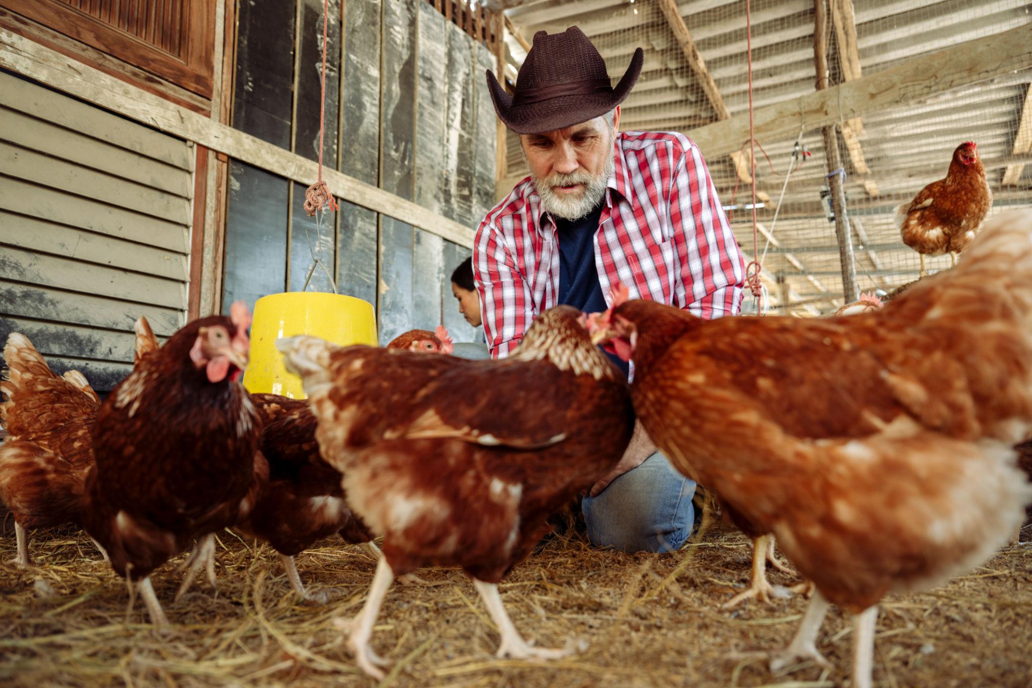 Farmer feeding chickens inside a poultry barn