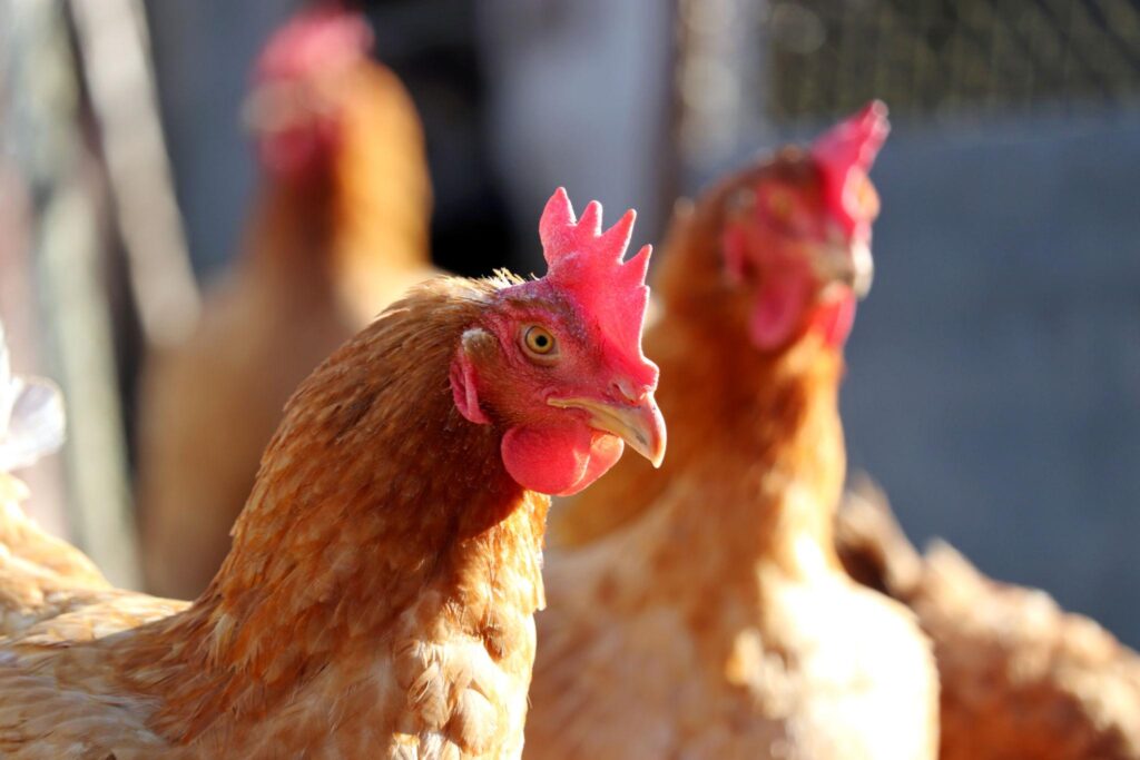Close-up of chickens in a farm setting with natural lighting