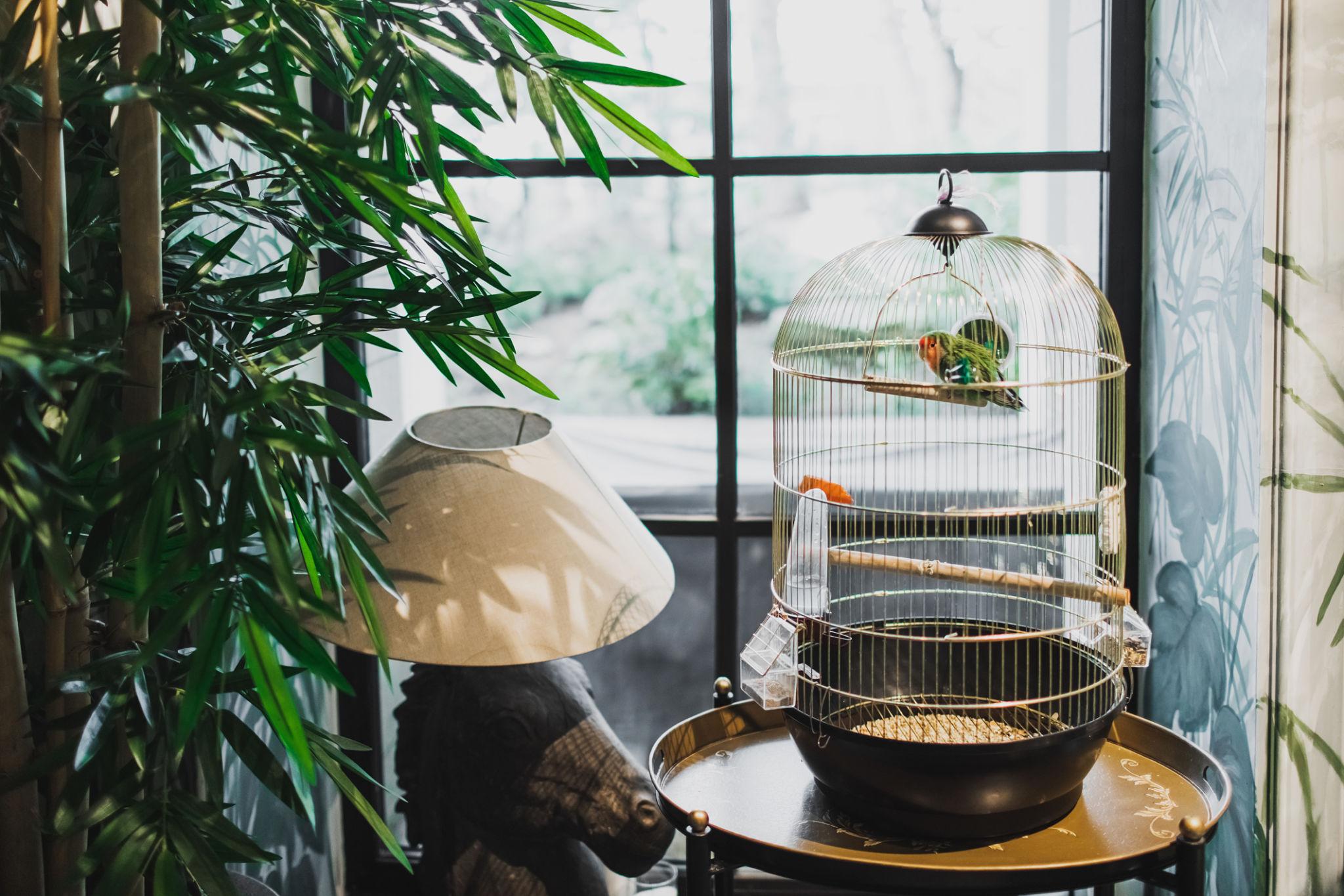 Indoor bird cage setup with natural light and plants
