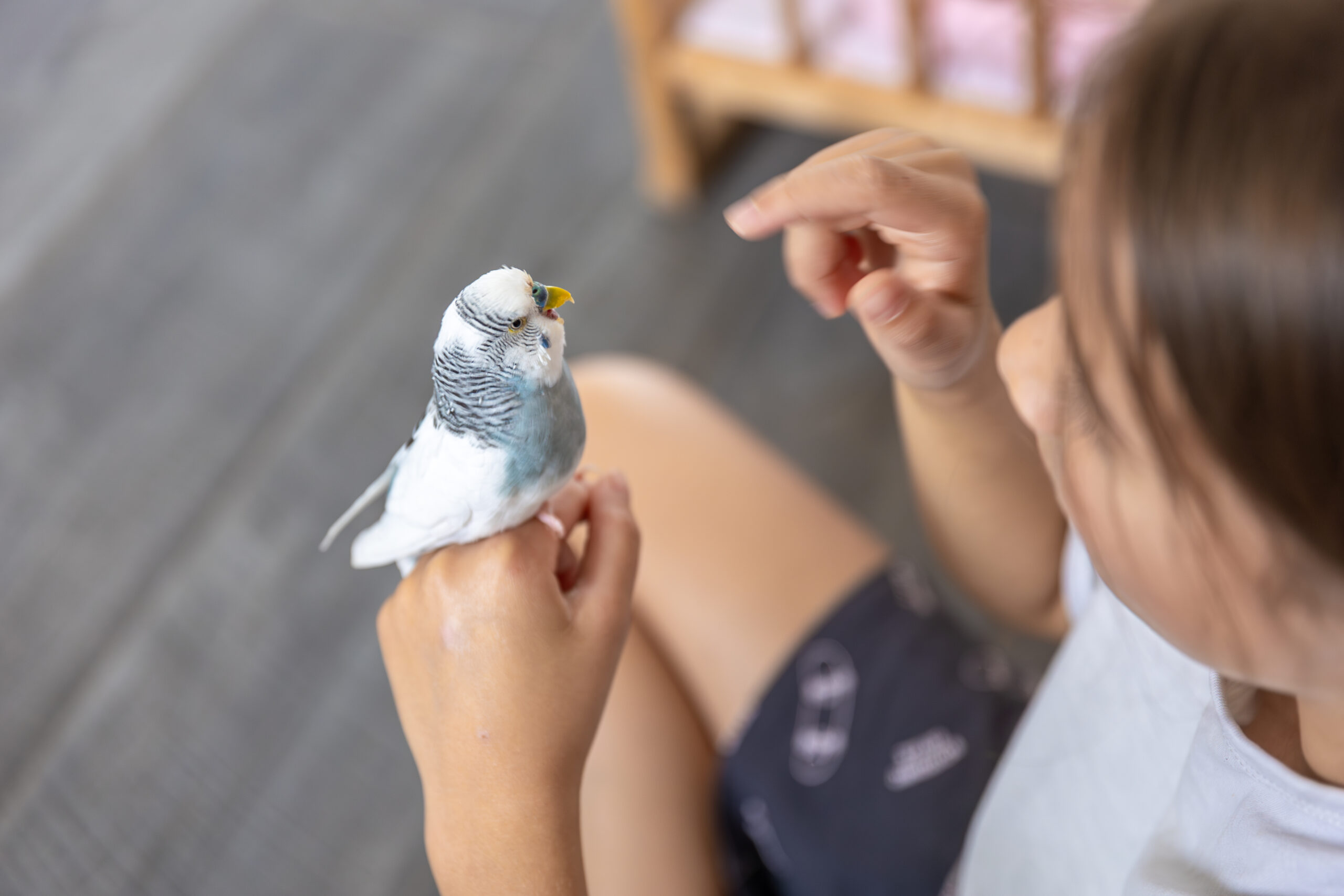 Person holding small bird