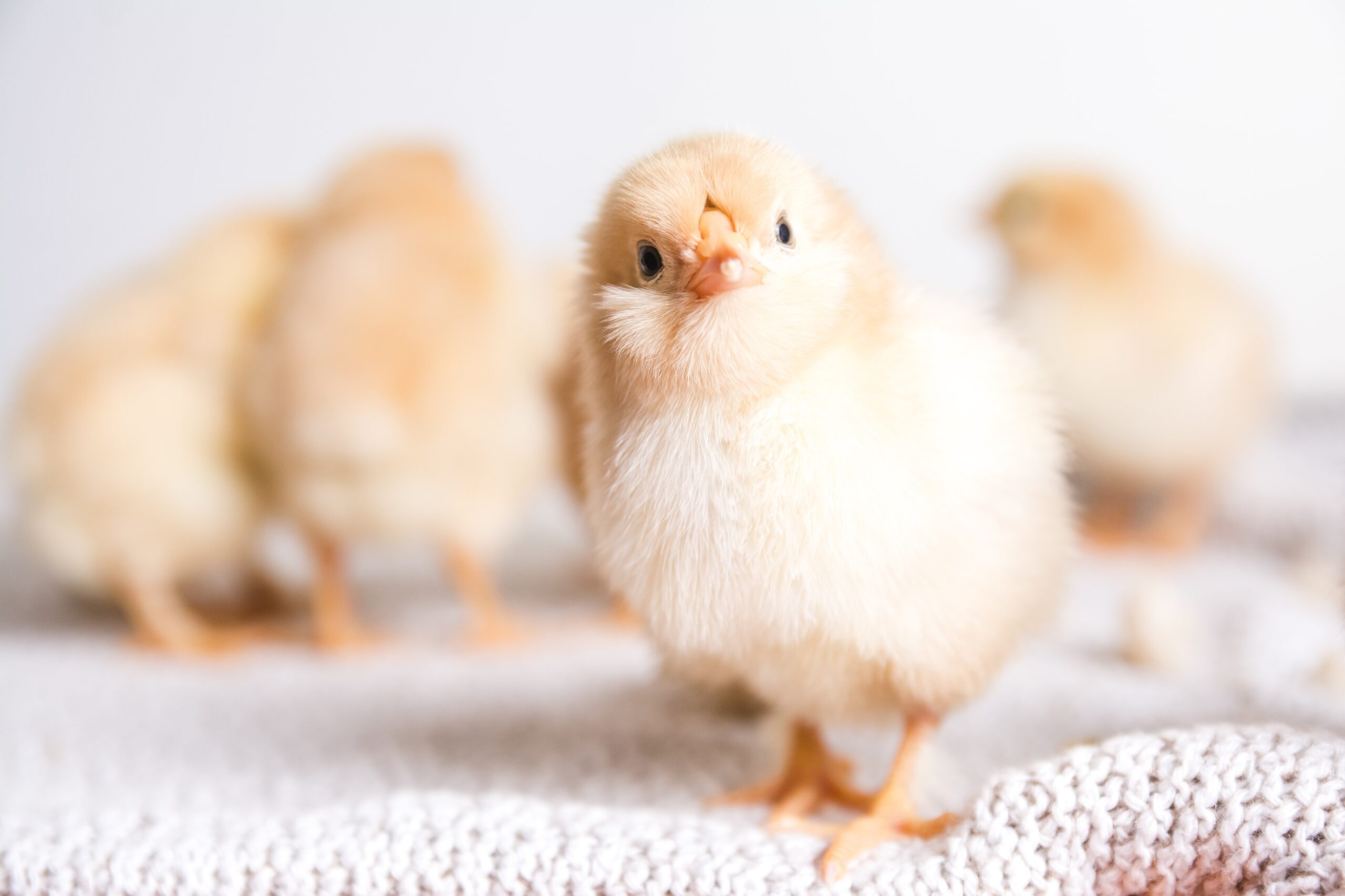 Closeup shot of brown chicks on a cloth with a white background