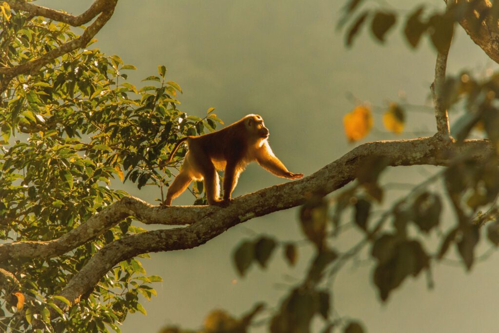 Monkey sitting on a tree branch in a jungle environment