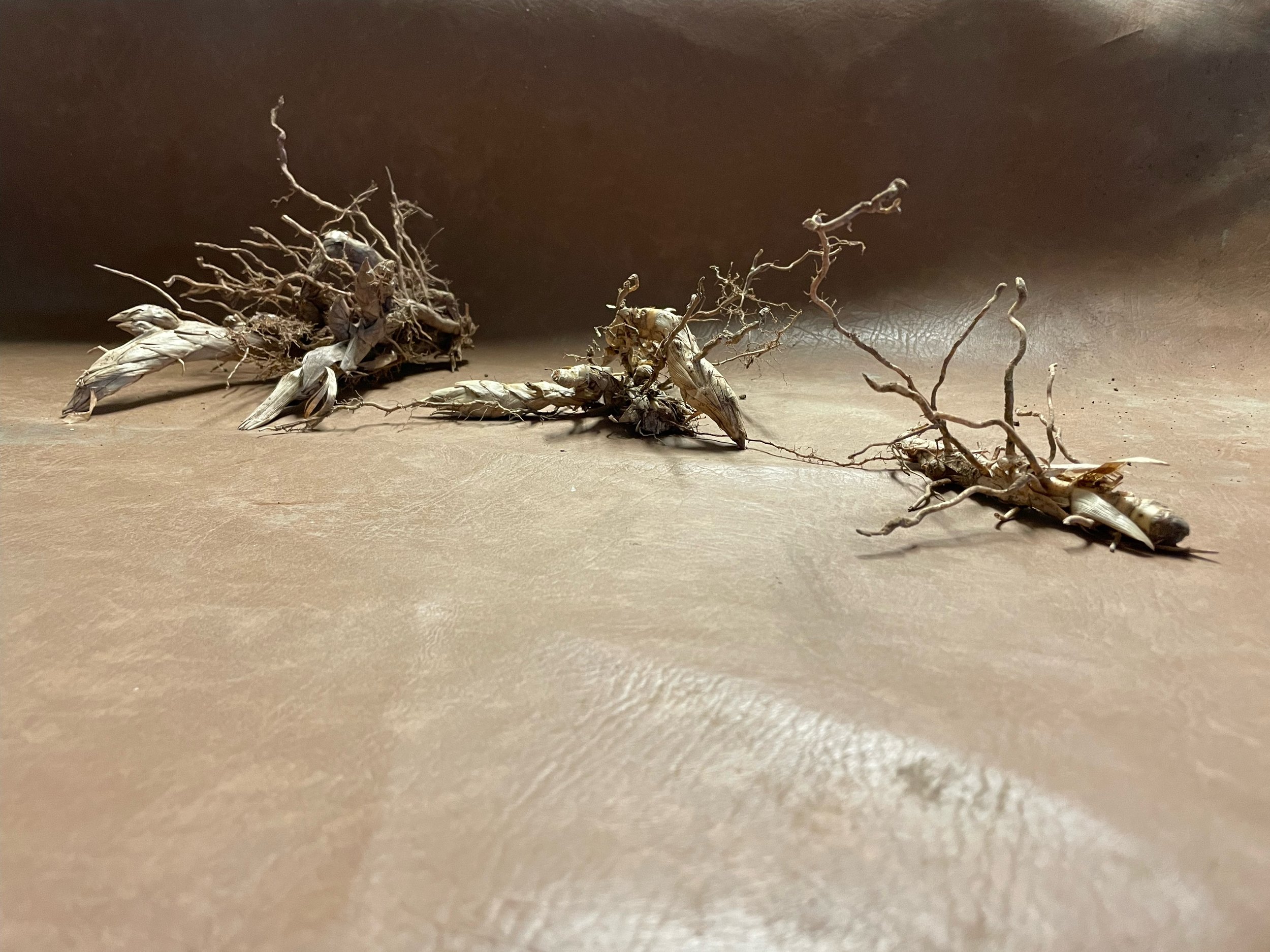 Rhizomes on sandy ground