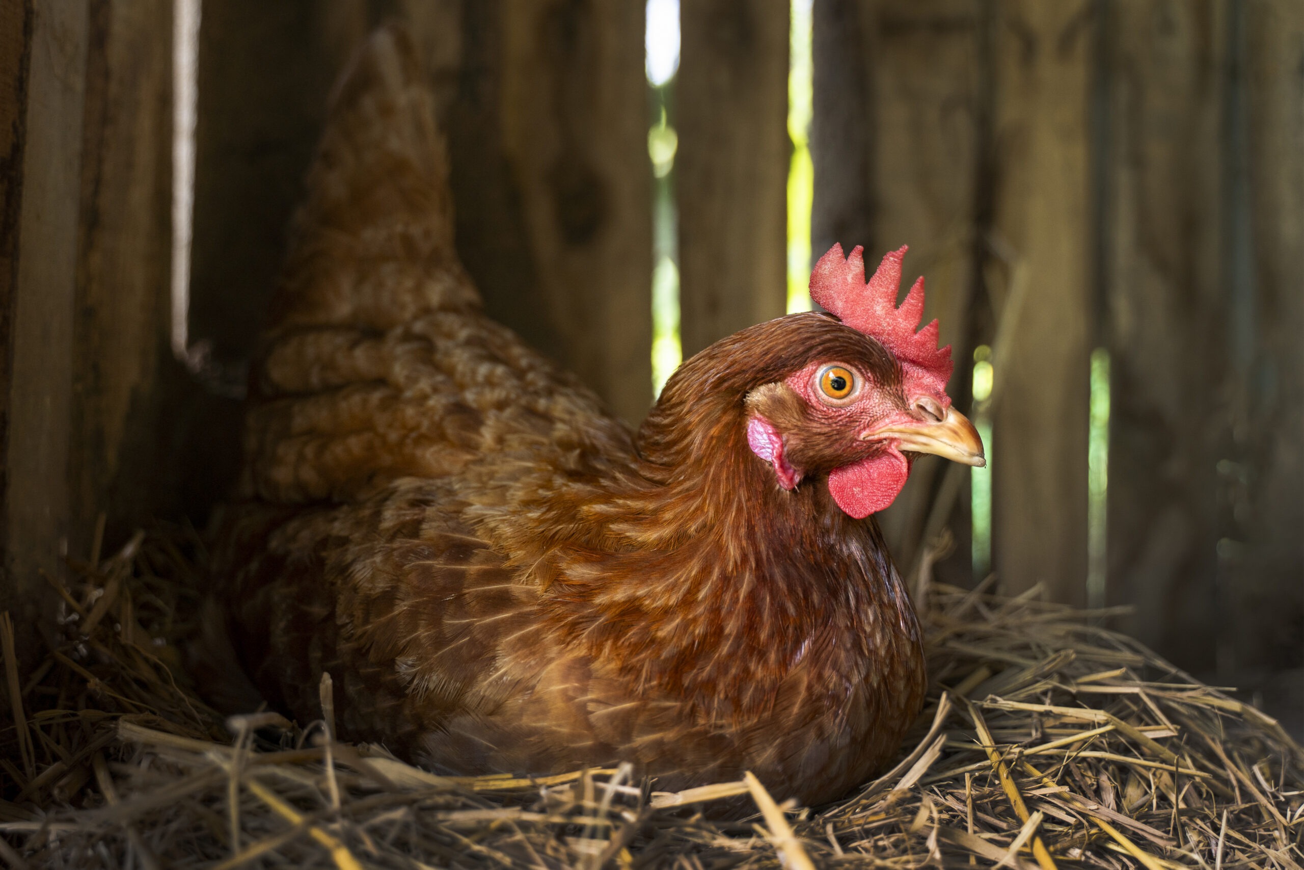 Hen sitting on nest