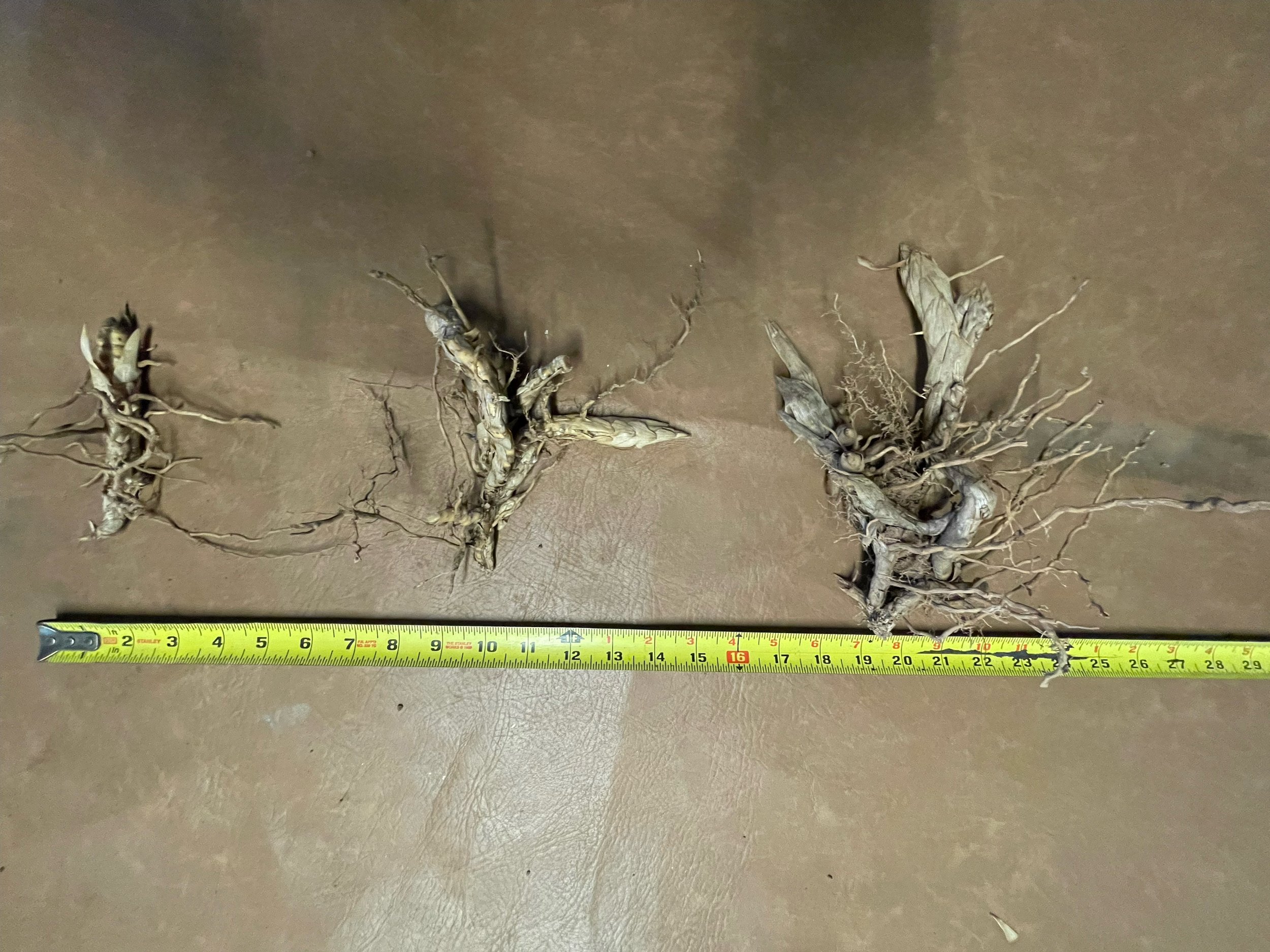 Measured rhizomes on surface