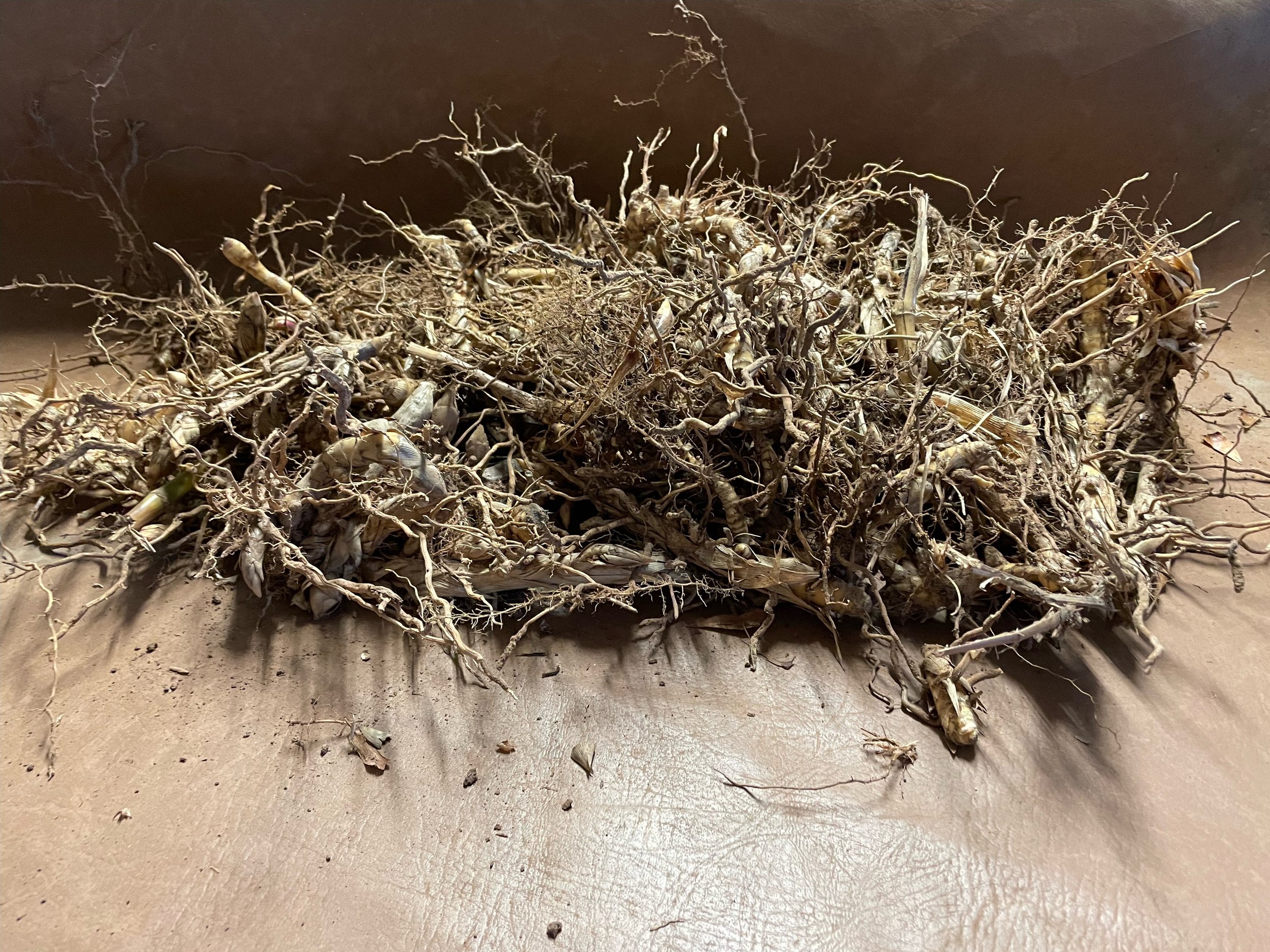 Plant roots on soil