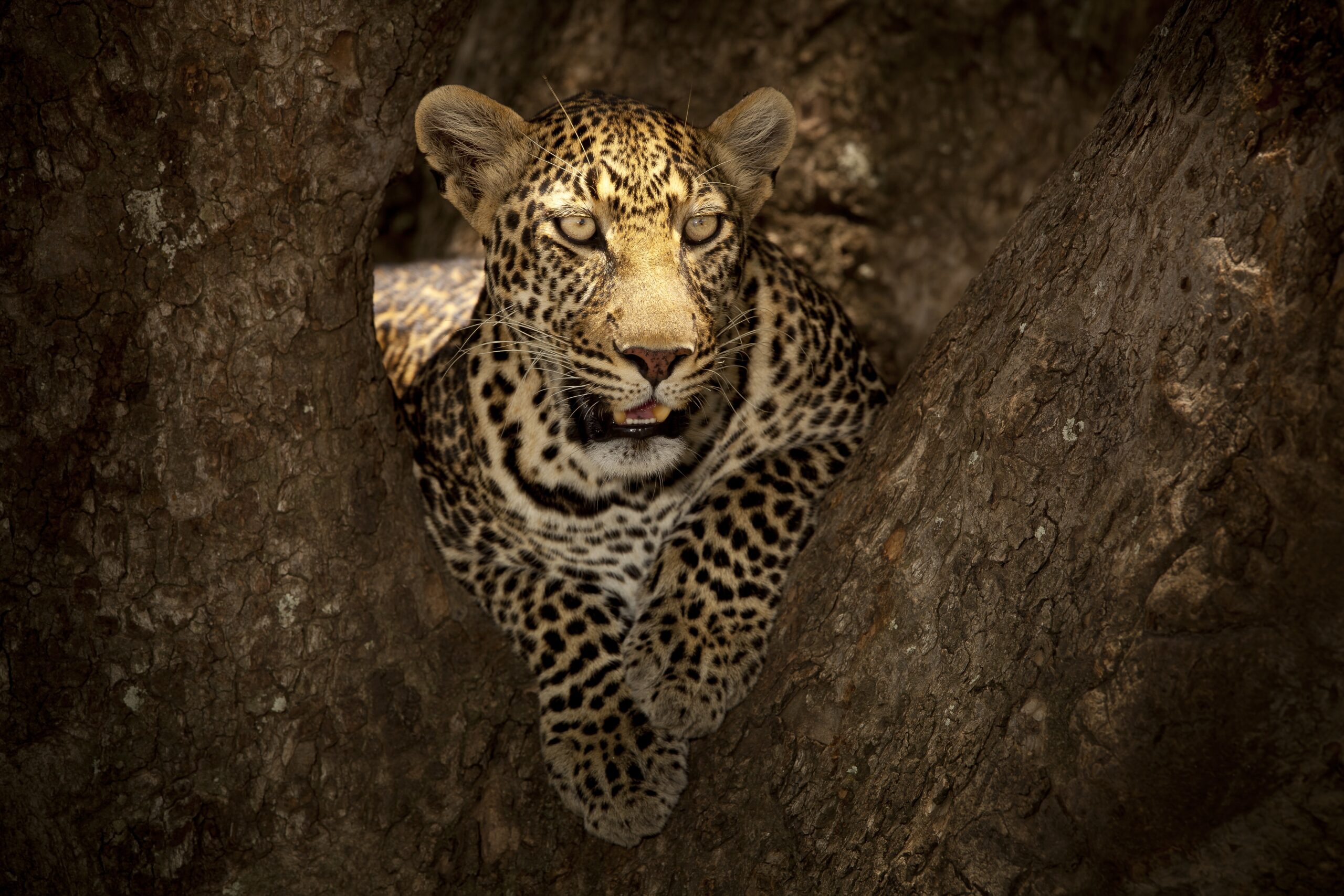 Leopard face close-up