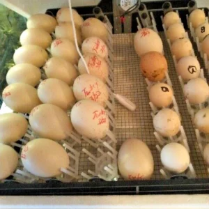 Eggs in incubator tray