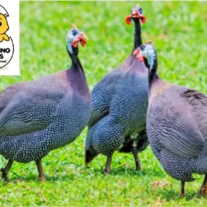 Guinea fowl birds on grass