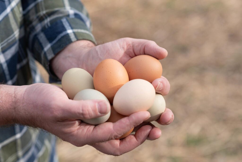 Hands holding freshly collected farm eggs