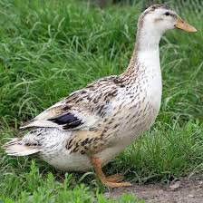 Single duck standing outdoors