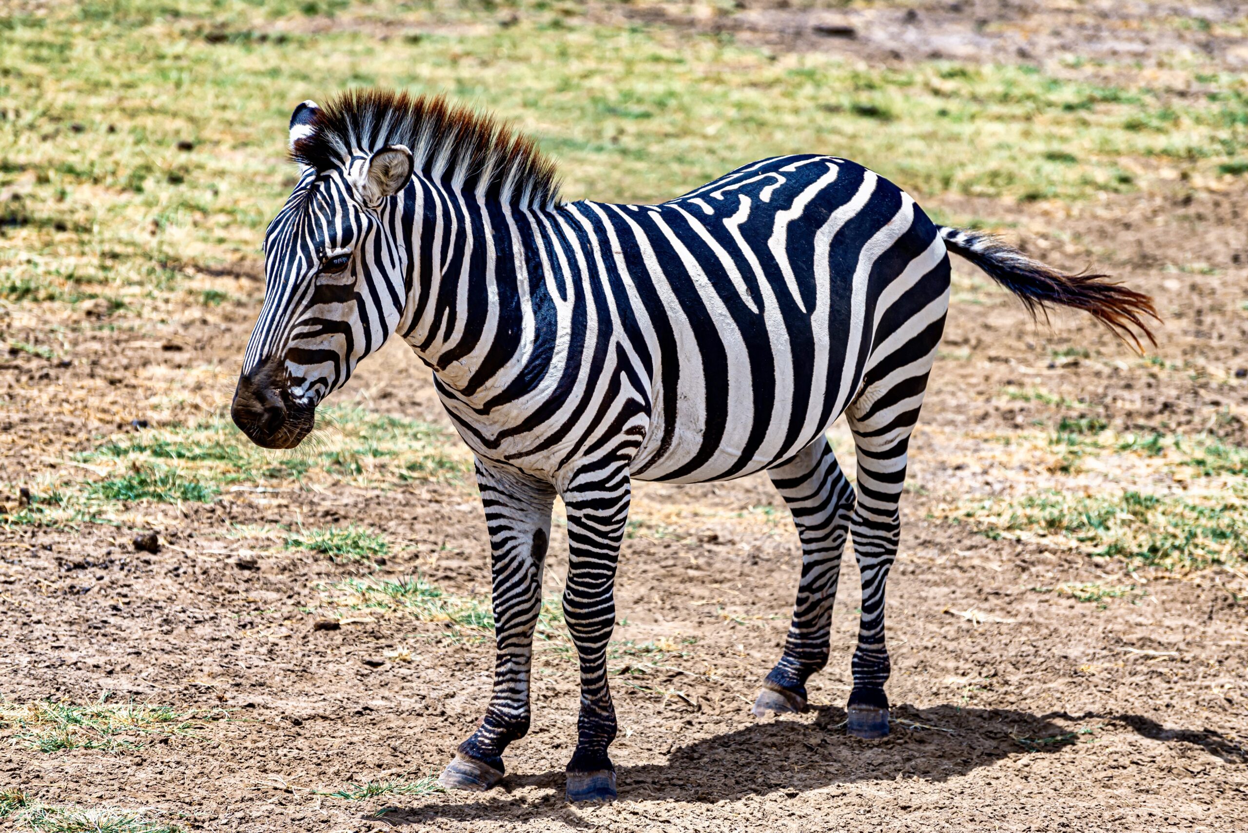 Zebra standing on grass