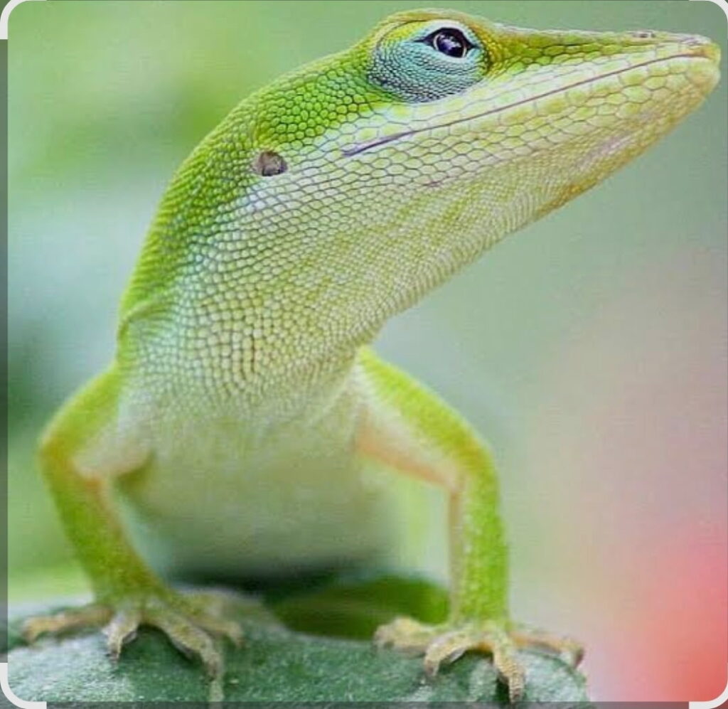 Bright green lizard perched on a leaf, showcasing detailed scales and vibrant coloring, illustrating tropical wildlife and biodiversity.