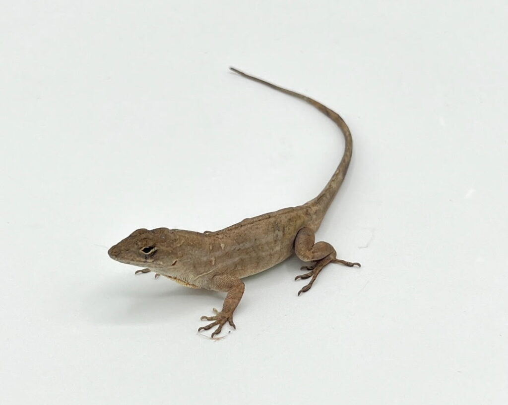 A small brown lizard with a long tail and slender body, positioned on a white surface, showcasing its natural details and textures.