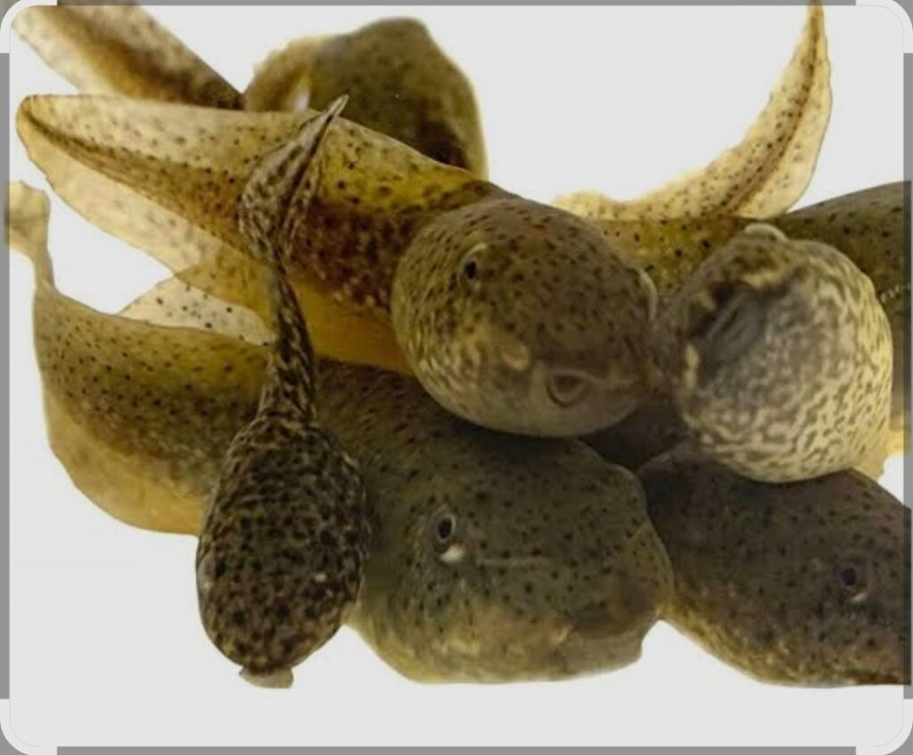 A close-up of several tadpoles showcasing their distinct spotted bodies and developing limbs, highlighting their transition from aquatic to terrestrial life.