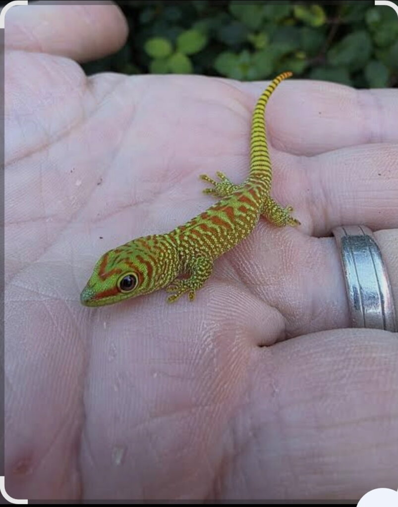 Vibrantly colored green and orange gecko perched on a hand, highlighting its intricate patterns. The image emphasizes the beauty of wildlife.