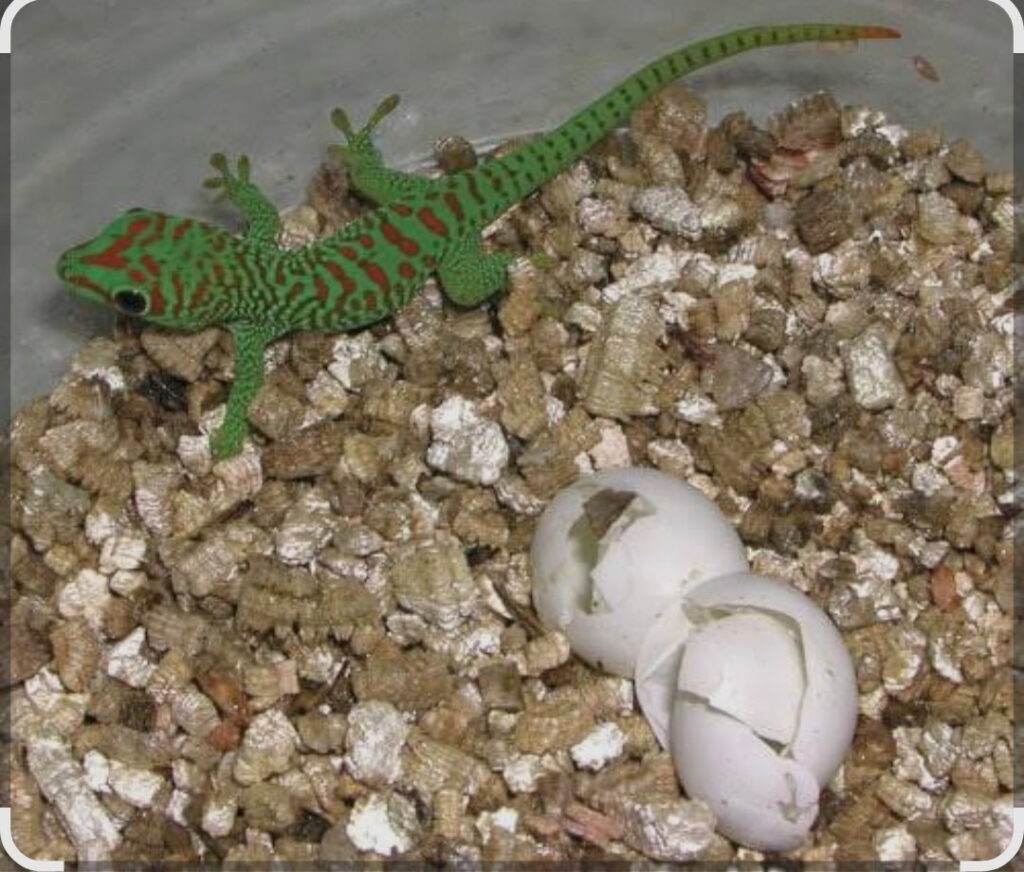 Vibrantly colored green and red gecko beside two cracked eggs in a habitat filled with substrate. Highlights reproductive behavior in reptiles.