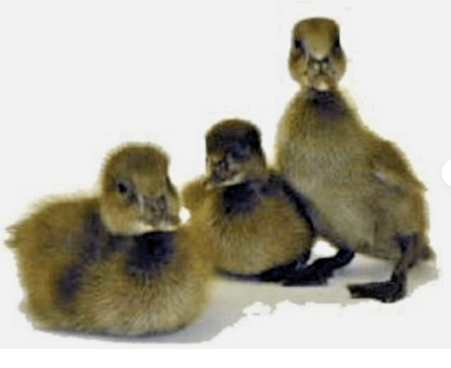 40+ PURE BRED KHAKI CAMPBELL DUCKS FERTILE HATCHING EGGS FRESH SPEEDY DELIVERY eBay