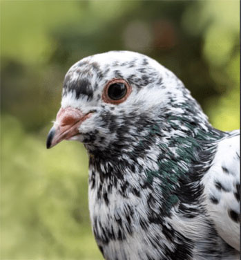 Beautiful Multi Color King pigeon eggs