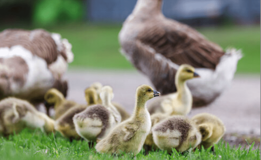 Brown Chinese Goose Eggs