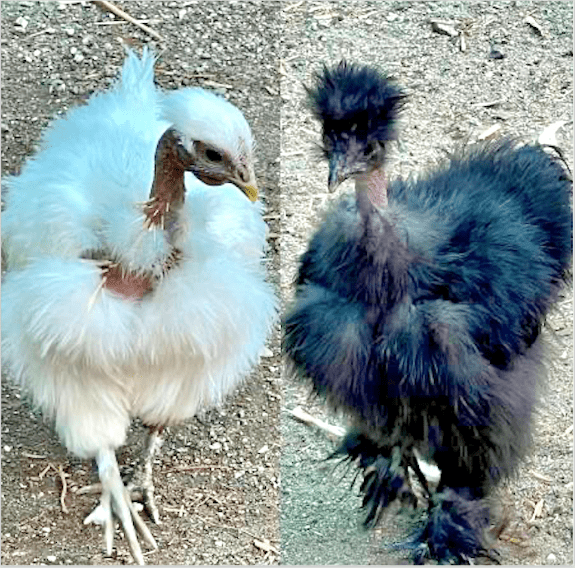 Silkie Showgirl hatching eggs