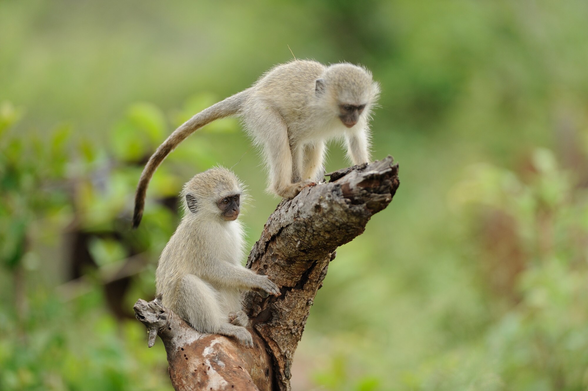 Two Monkeys