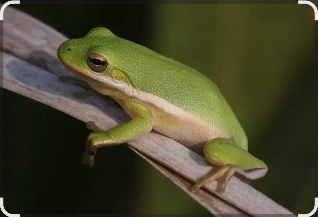 Green Frog