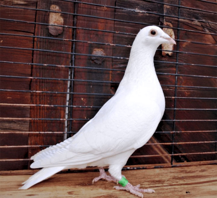 White Homing Pigeon Eggs