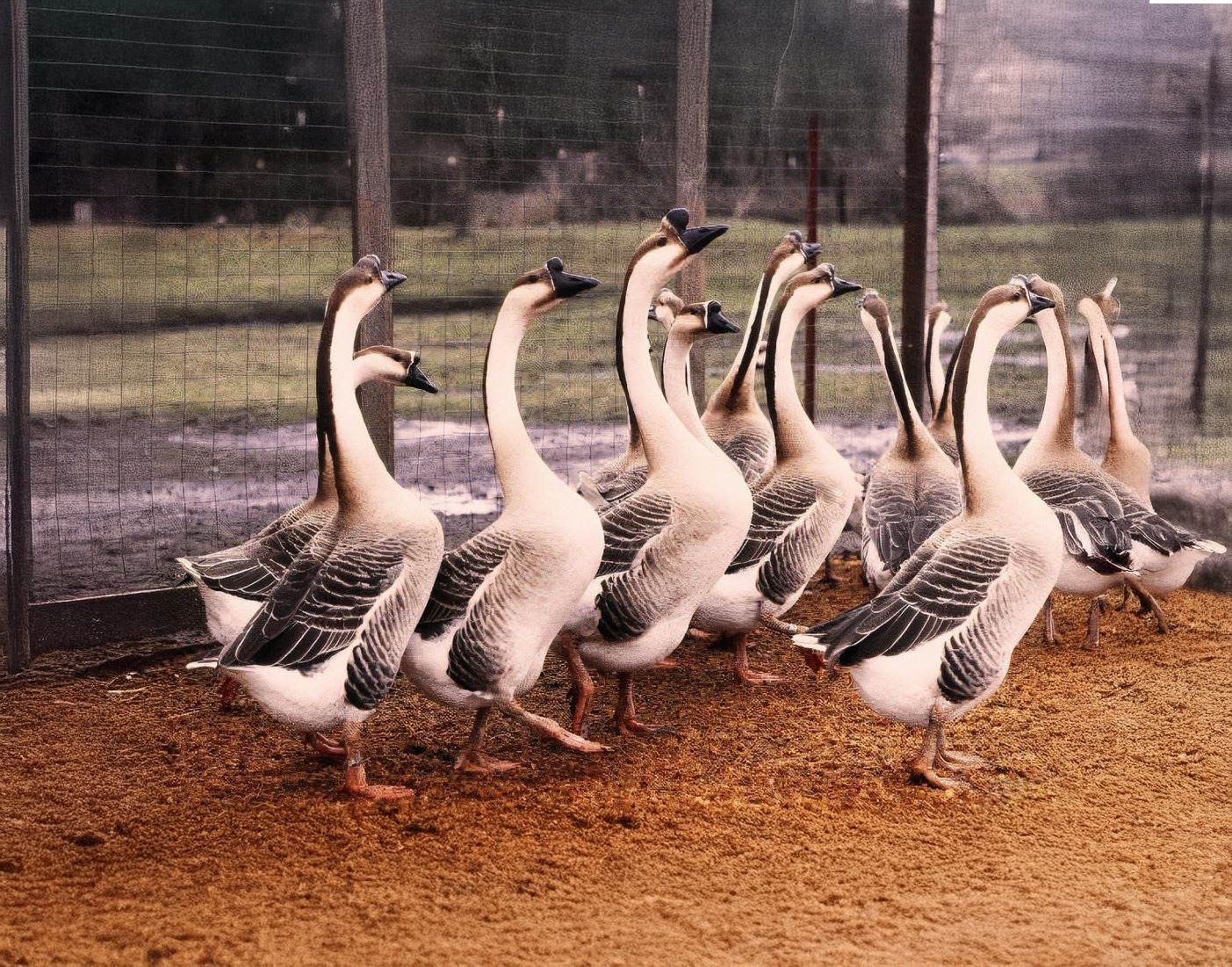 A group of geese stands together in a fenced enclosure, showcasing their distinct markings and posture. The setting emphasizes their natural habitat.