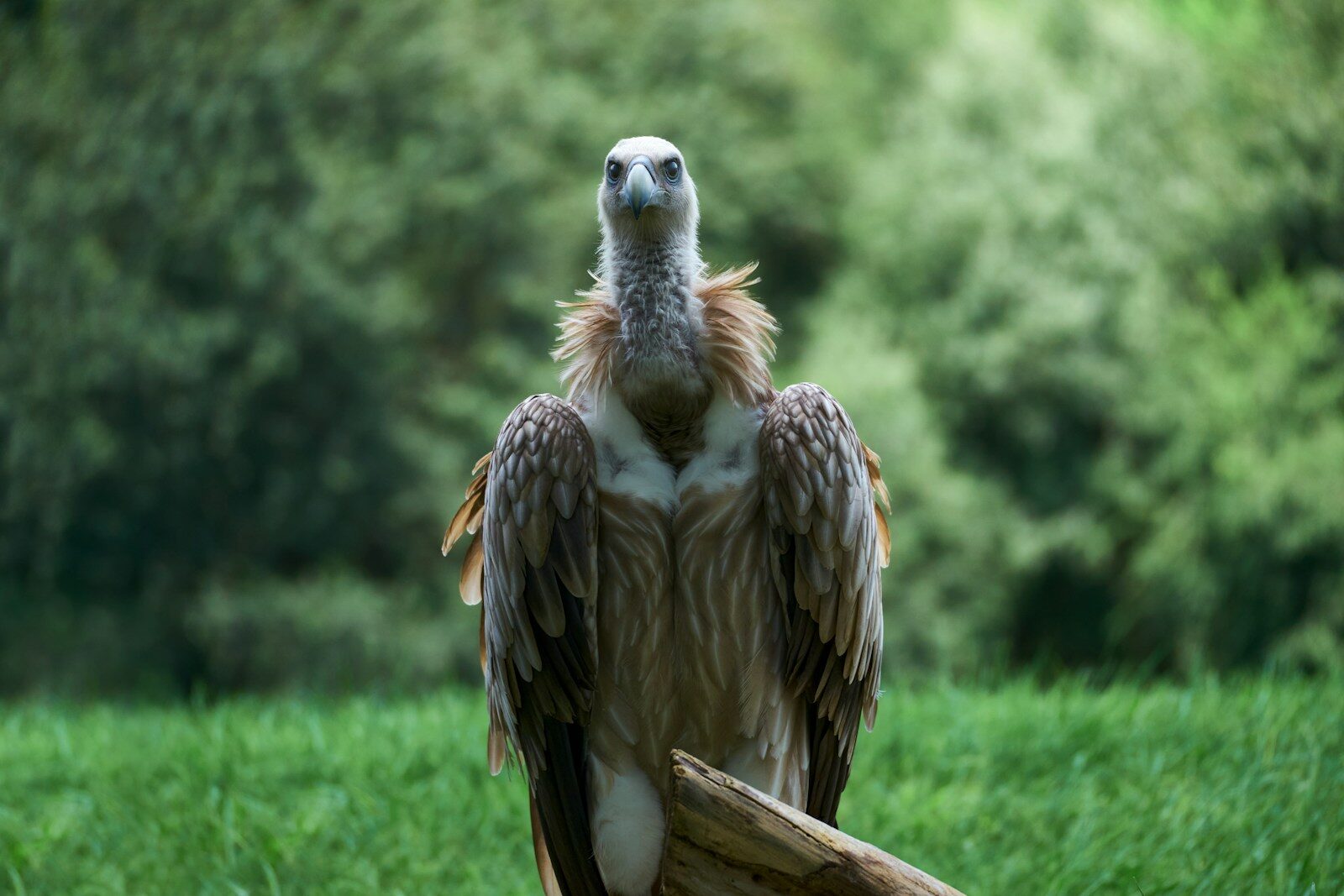 a large bird sitting on top of a wooden branch